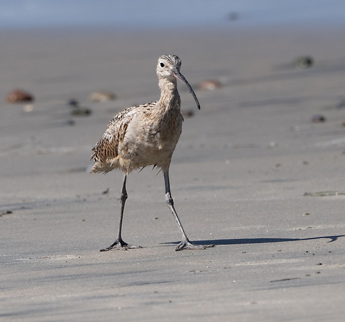 Long-billed Curlew - ML620430733