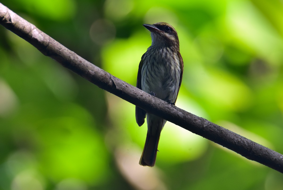 Streaked Flycatcher - ML620430734