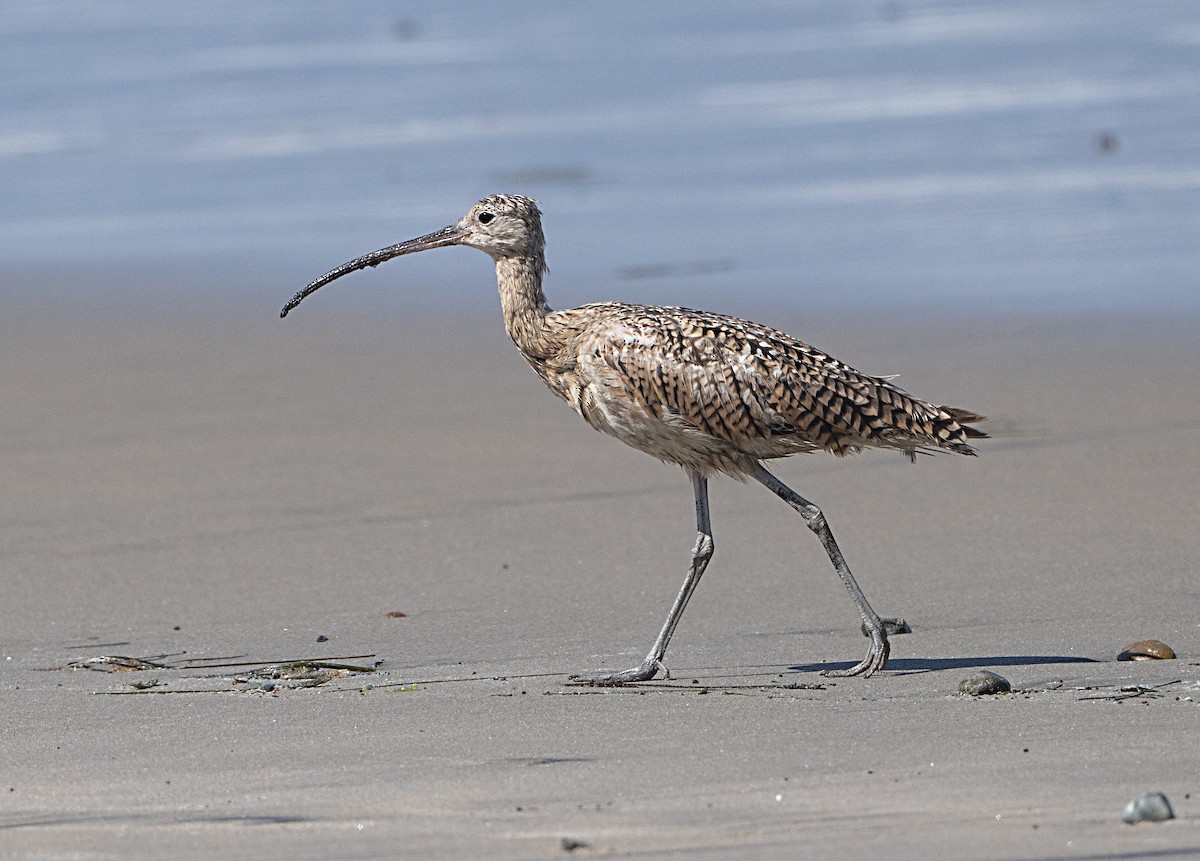 Long-billed Curlew - ML620430735