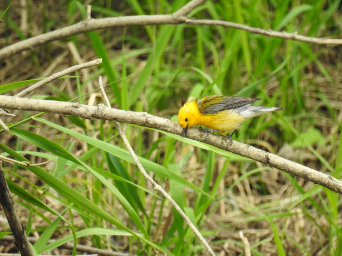 Prothonotary Warbler - ML620430742