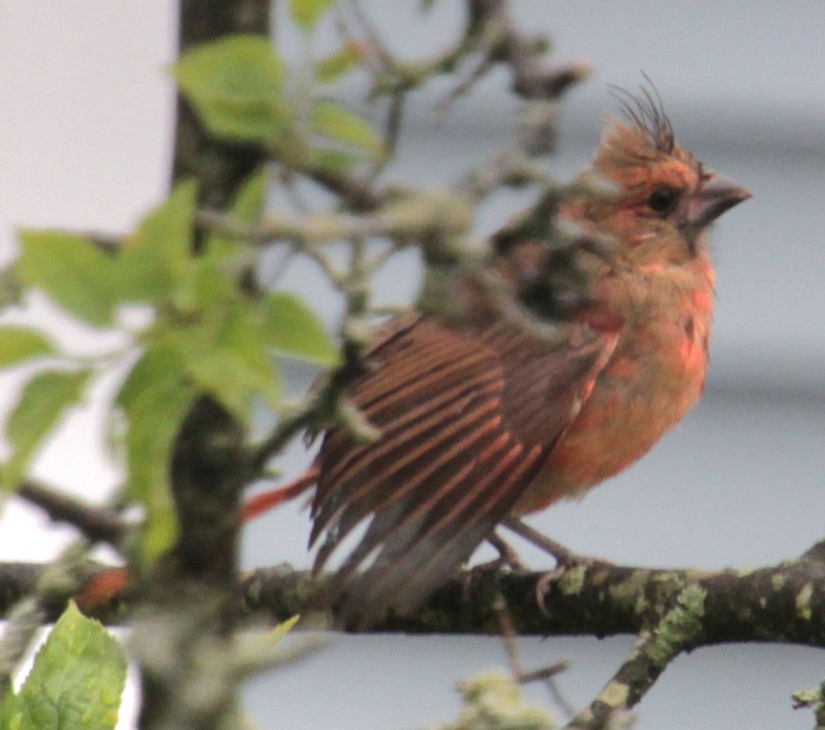 Cardinal rouge - ML620430744