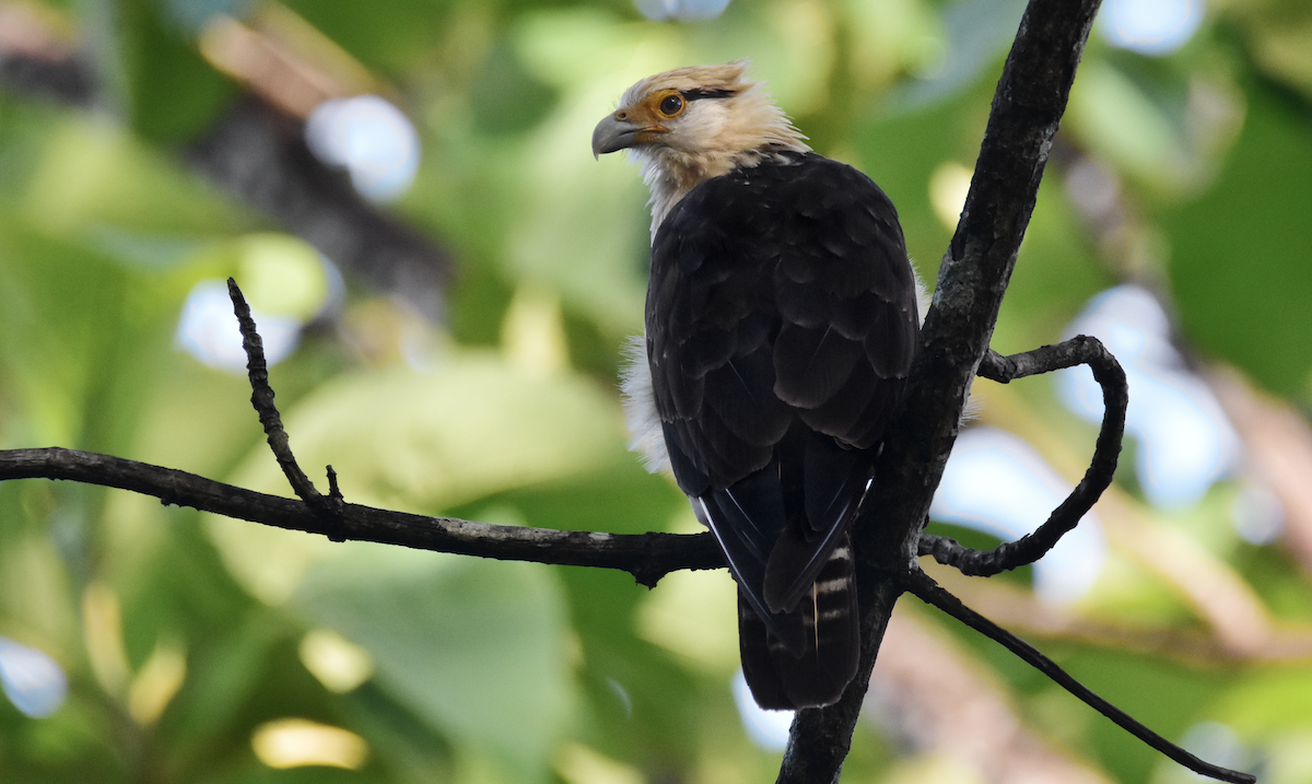 Caracara à tête jaune - ML620430747