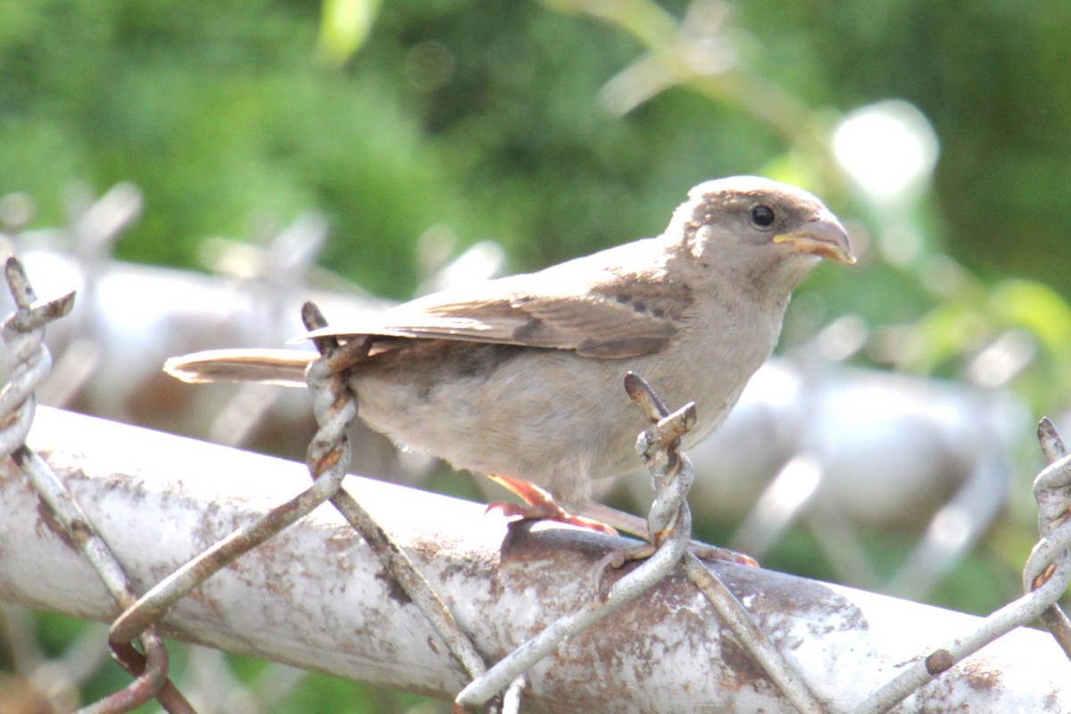 Moineau domestique - ML620430748