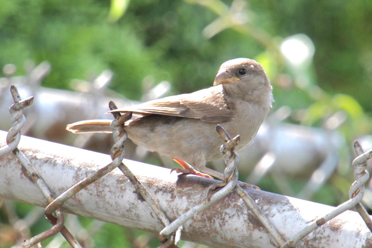 House Sparrow - ML620430749