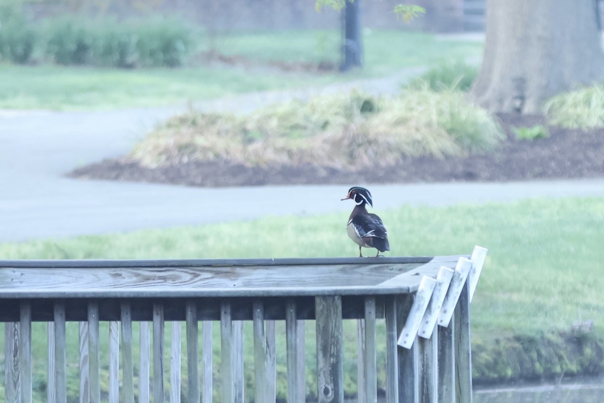 Wood Duck - ML620430752