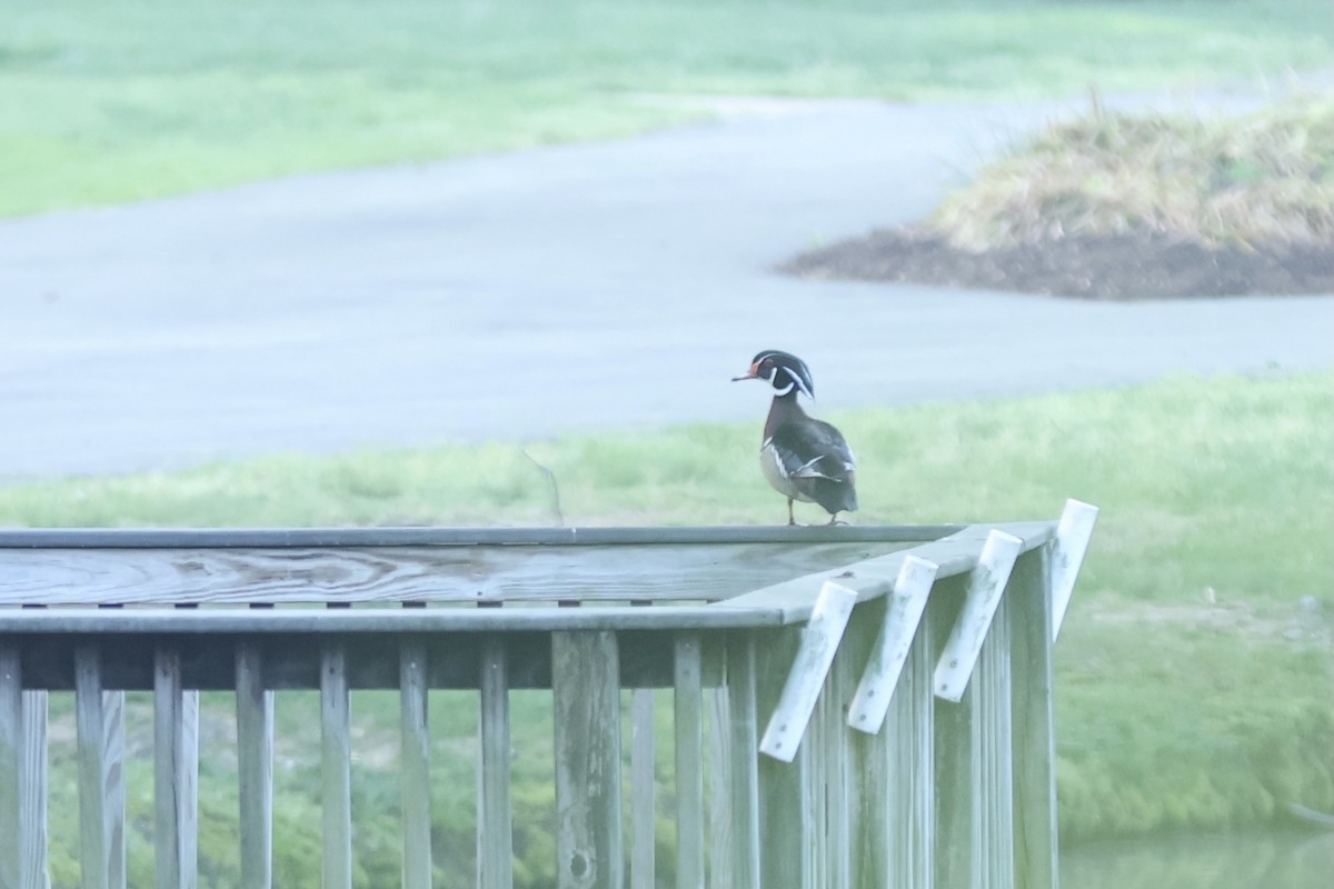 Wood Duck - ML620430753