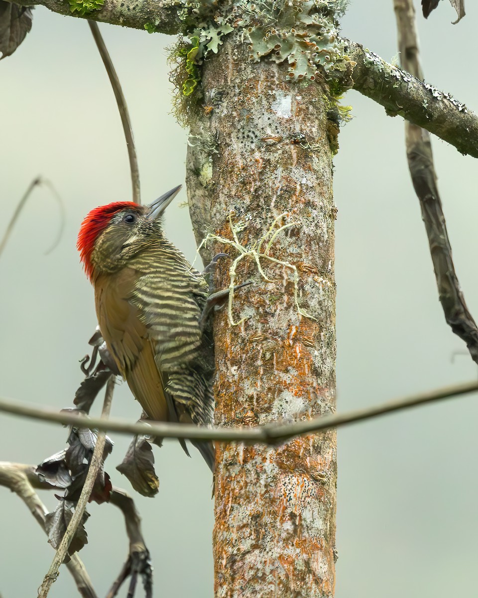 Bar-bellied Woodpecker - ML620430754