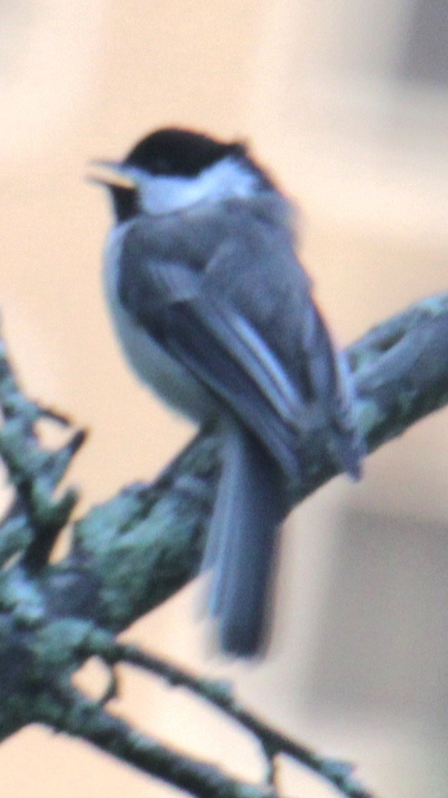 Black-capped Chickadee - ML620430755