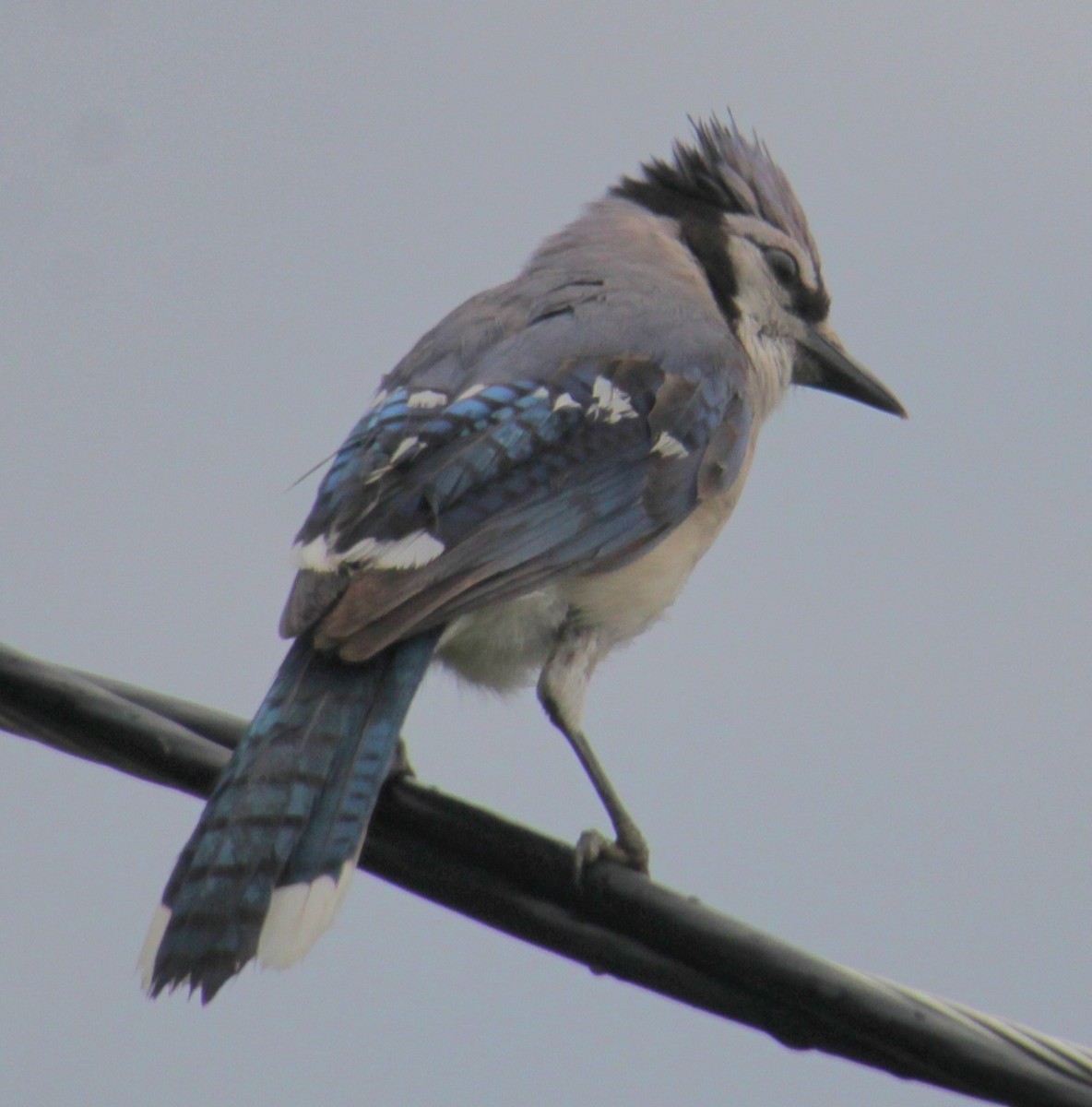 Blue Jay - ML620430760