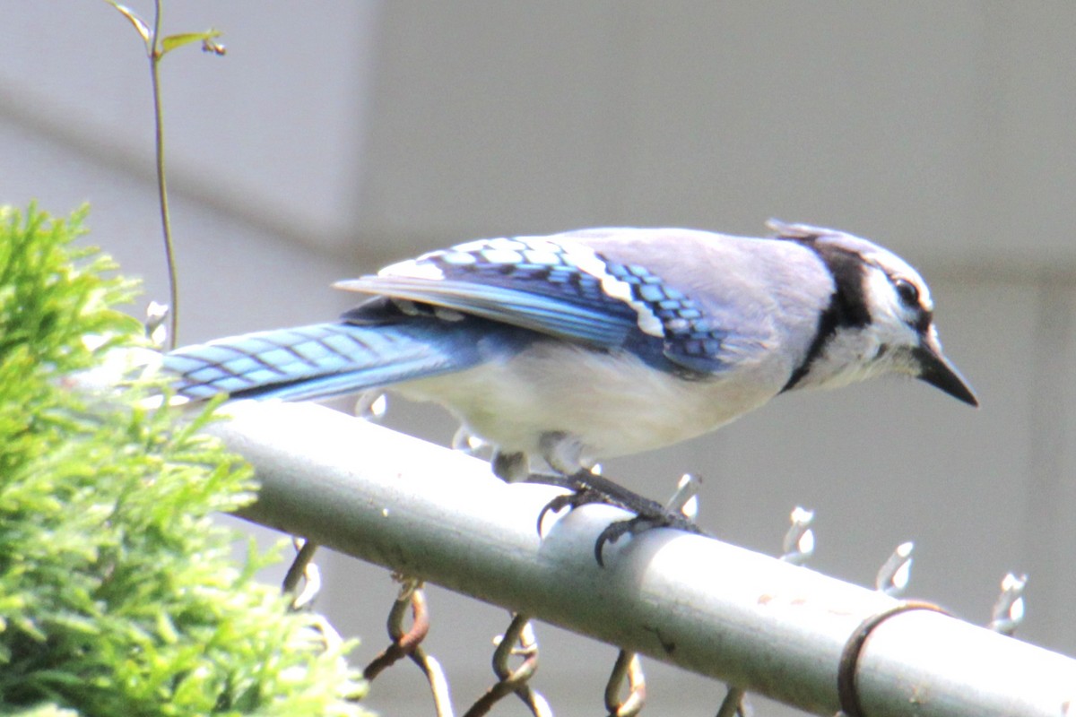 Blue Jay - ML620430761