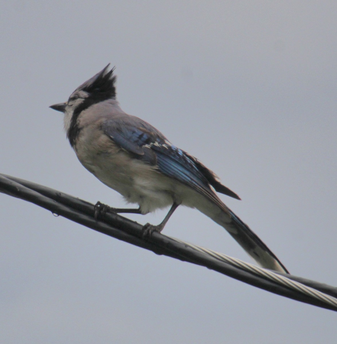 Blue Jay - ML620430762