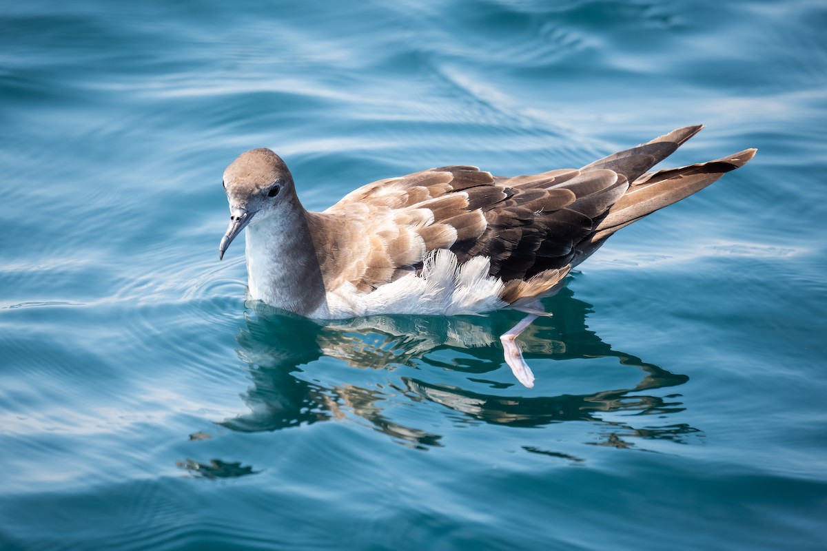 Wedge-tailed Shearwater - ML620430769