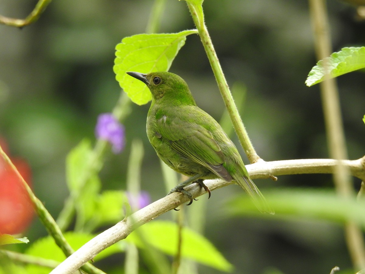 Green Honeycreeper - ML620430771