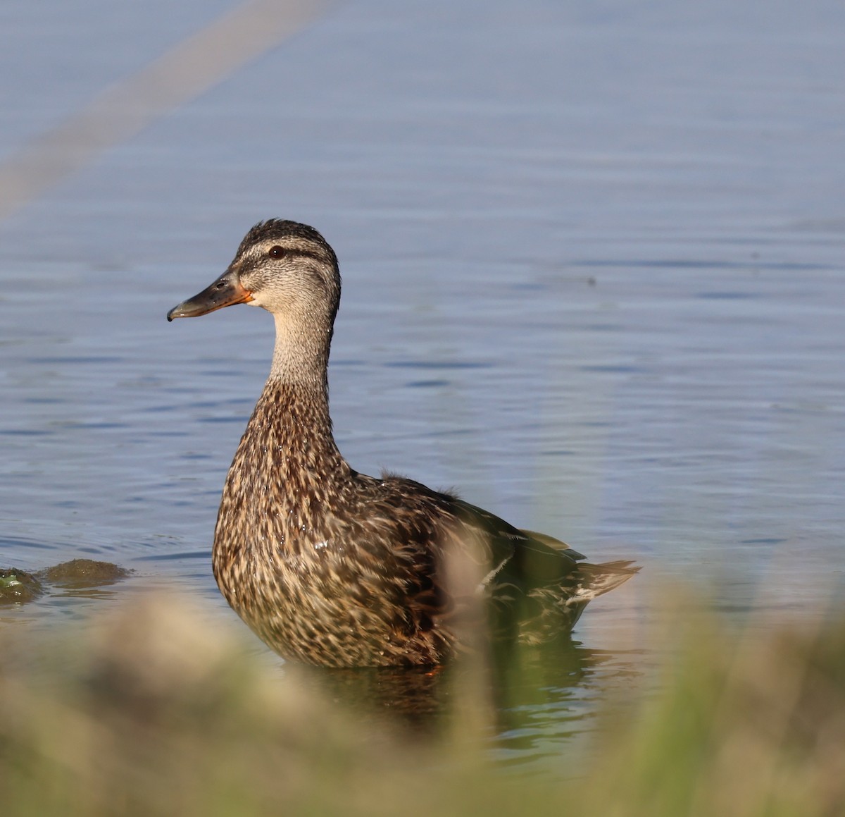 American Black Duck - ML620430776