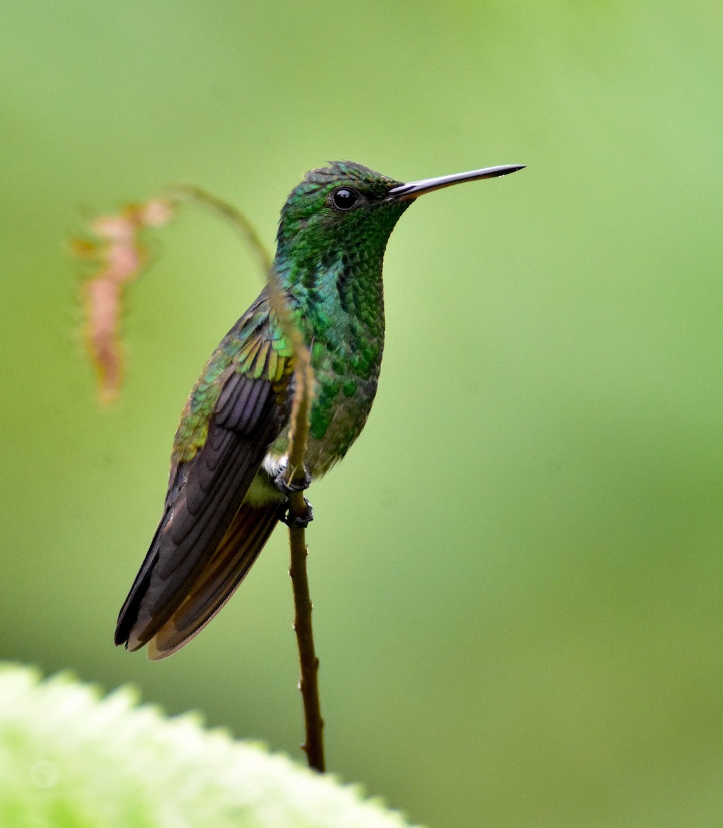 Blue-vented Hummingbird - Dean Hester