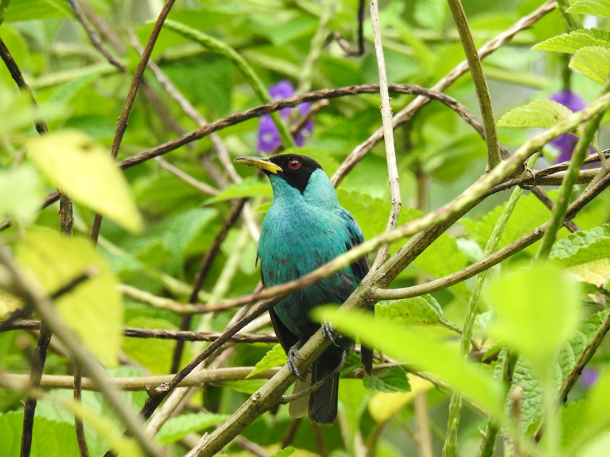 Green Honeycreeper - ML620430778