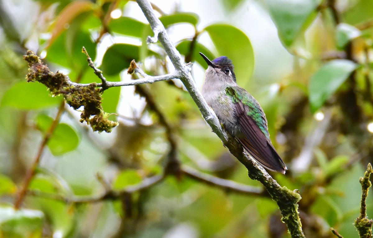 Colibrí Cabeciazul - ML620430783