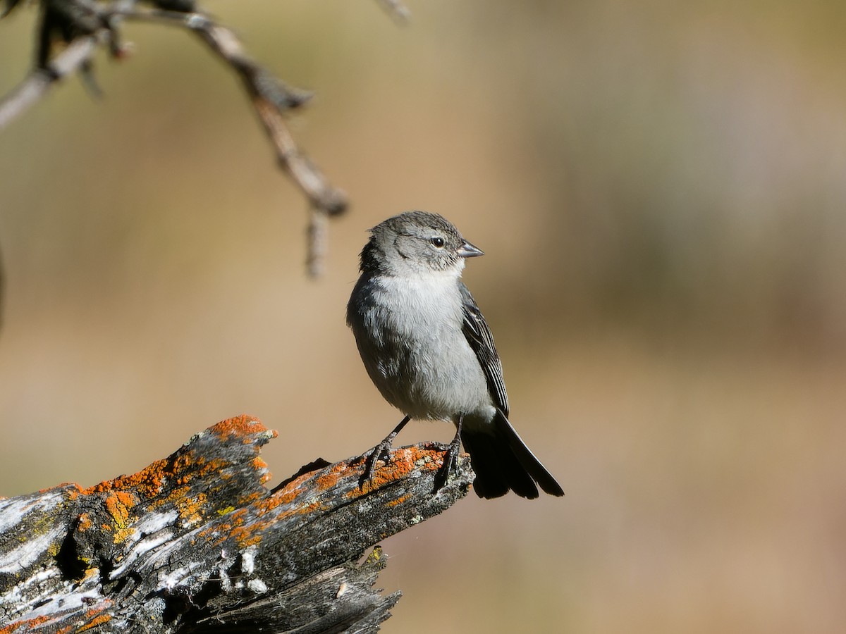 Ash-breasted Sierra Finch - ML620430785