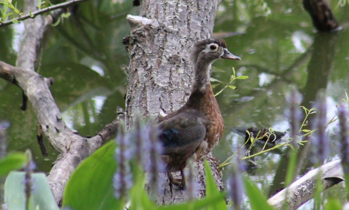 Wood Duck - ML620430786