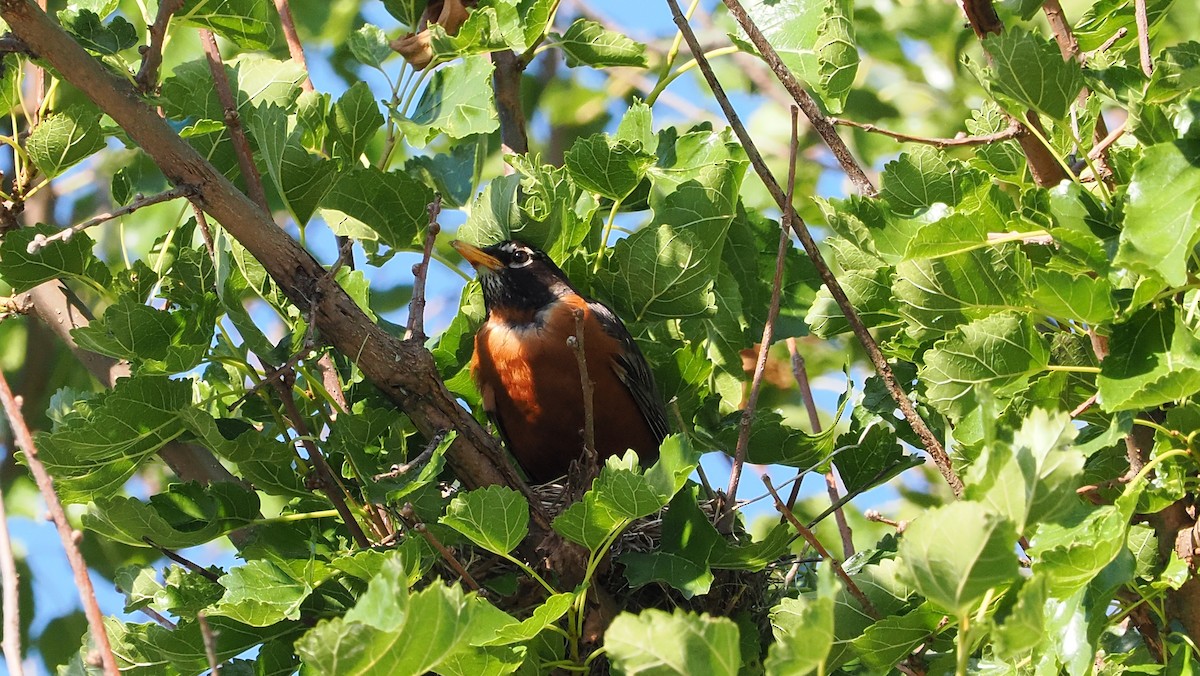 American Robin - ML620430788