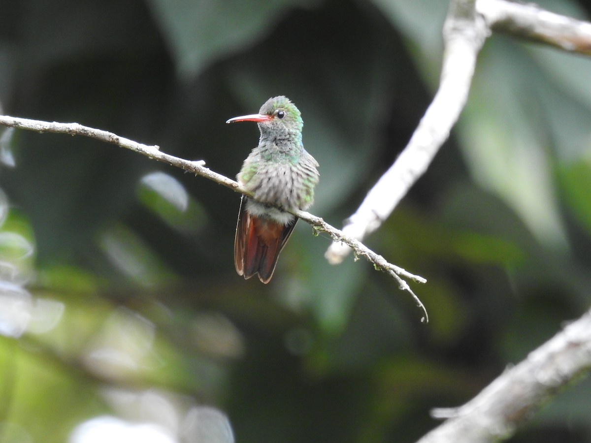 Rufous-tailed Hummingbird - ML620430789