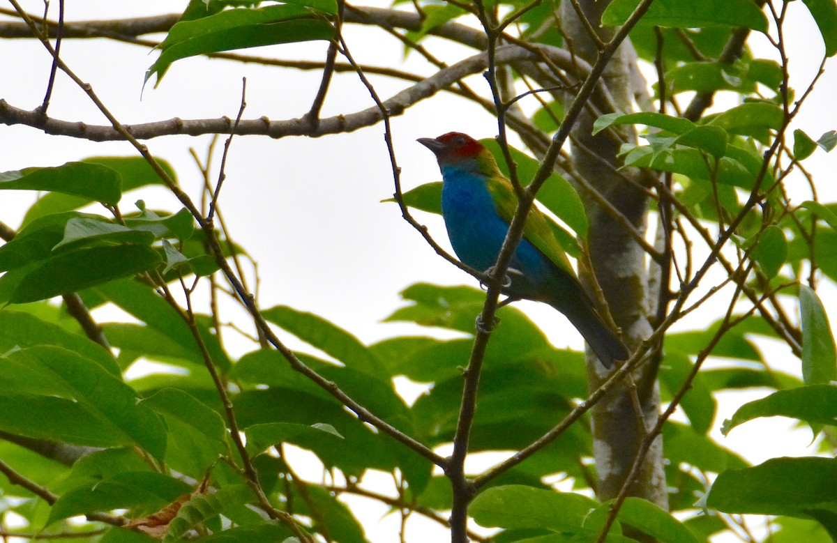 Bay-headed Tanager - ML620430790