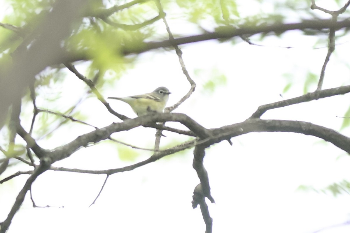 Vireo Solitario - ML620430792