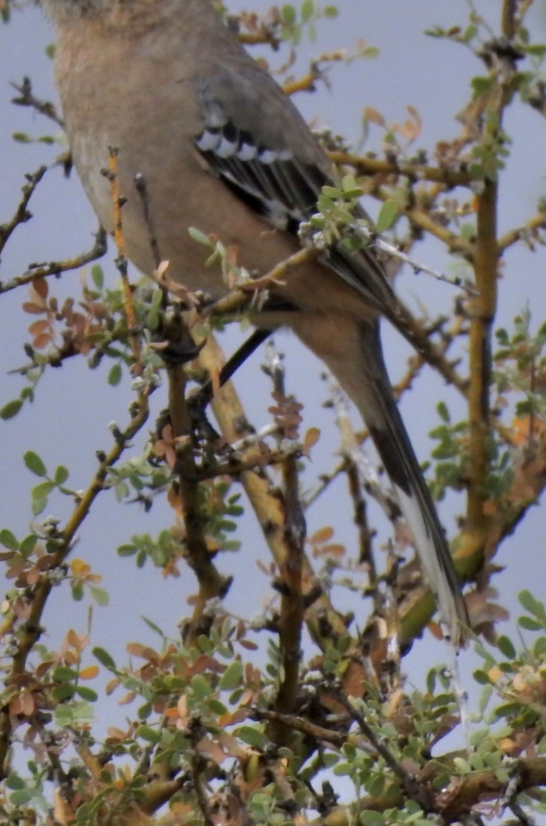 Patagonian Mockingbird - ML620430794