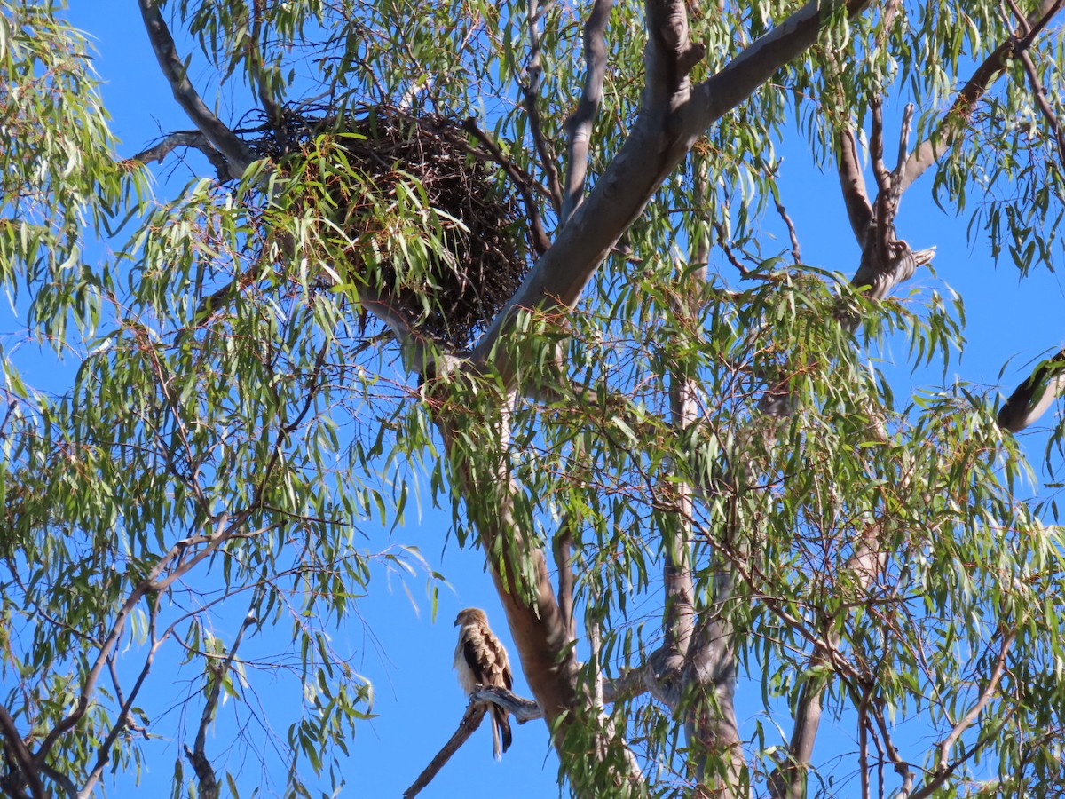 Whistling Kite - ML620430796