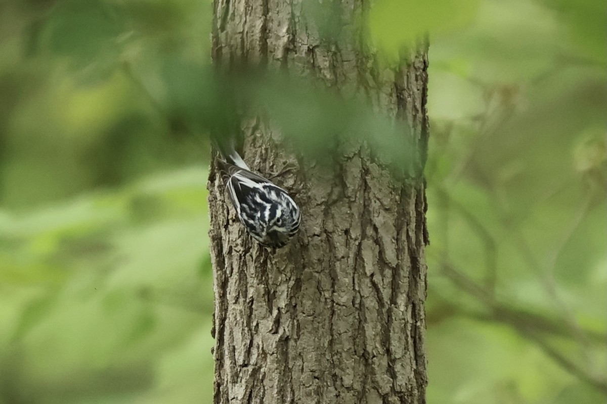 Black-and-white Warbler - ML620430797