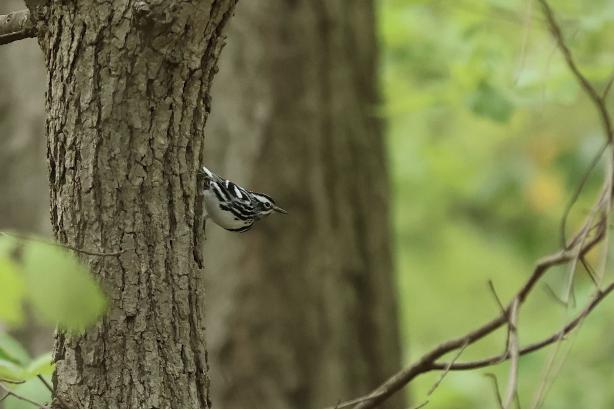 Black-and-white Warbler - ML620430798