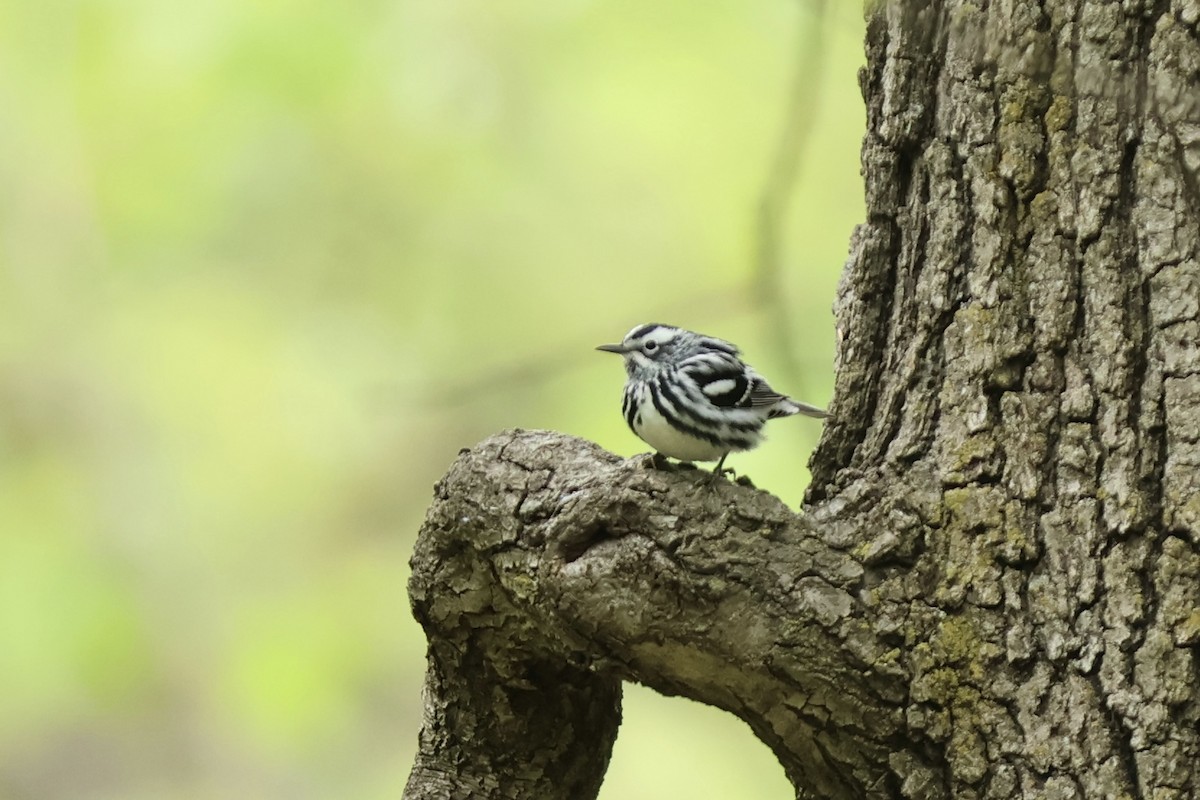 Black-and-white Warbler - ML620430799