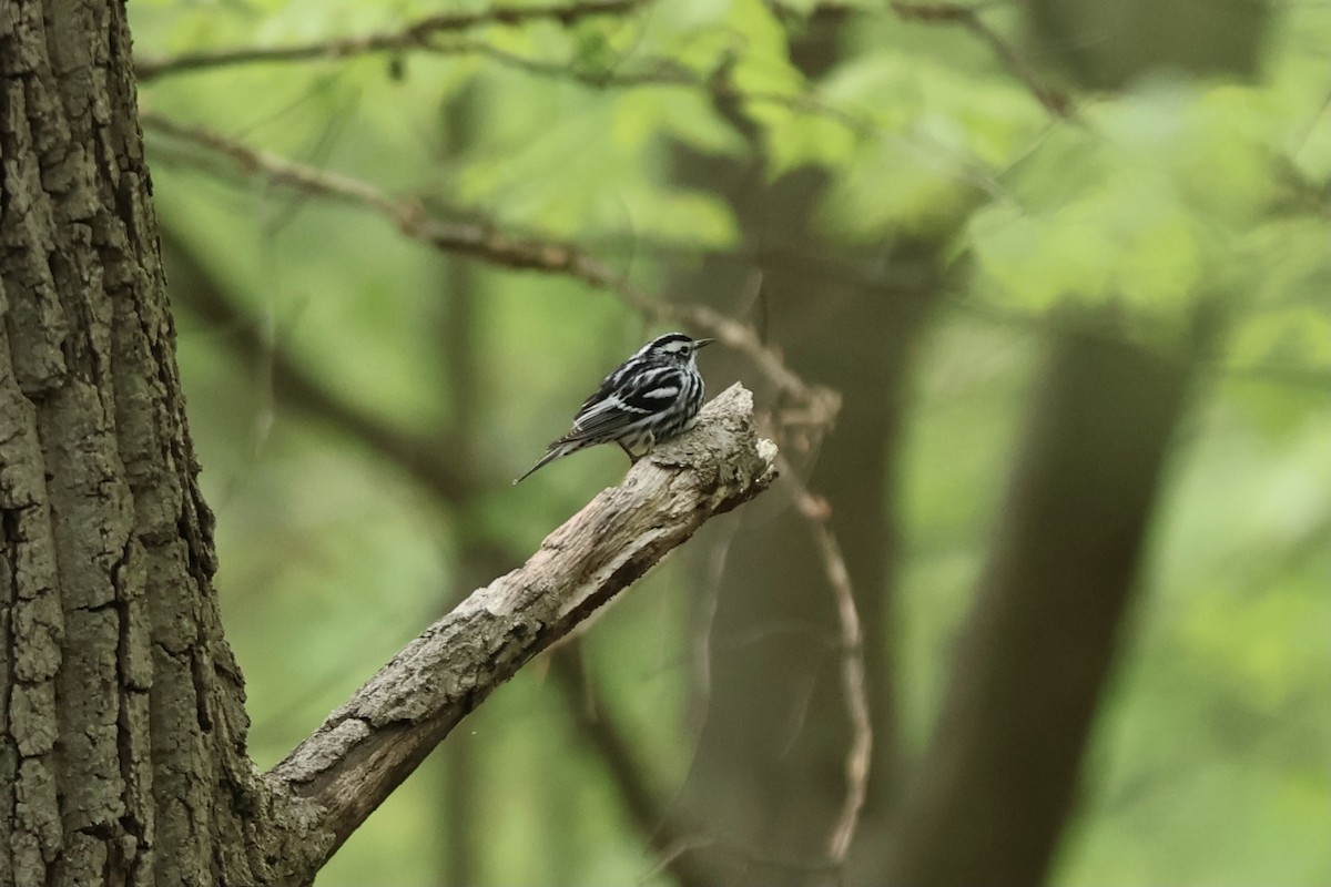 Black-and-white Warbler - ML620430801