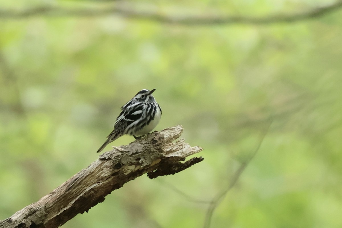 Black-and-white Warbler - ML620430802