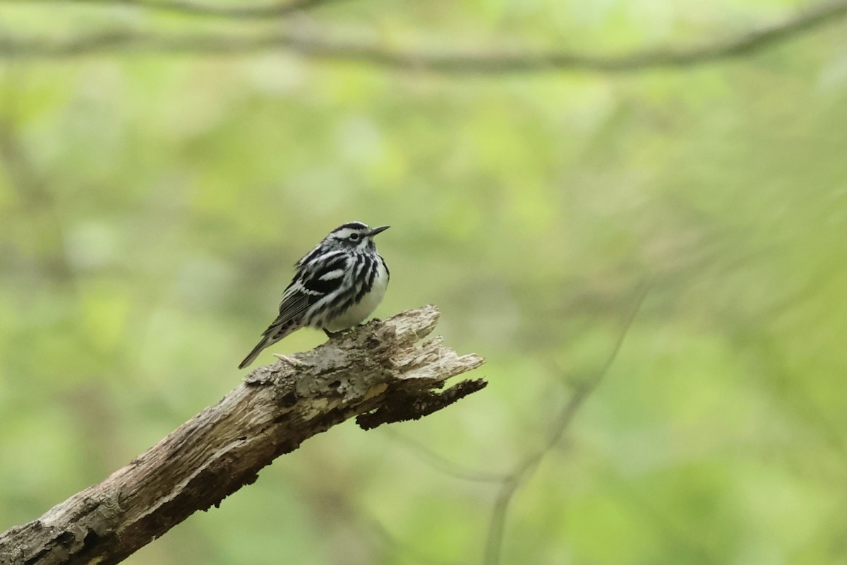 Black-and-white Warbler - ML620430803