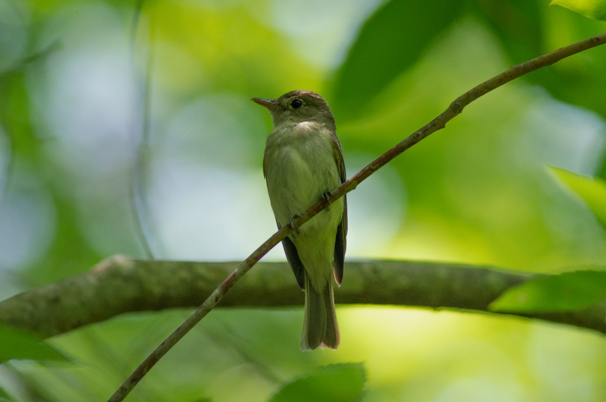 Acadian Flycatcher - ML620430812