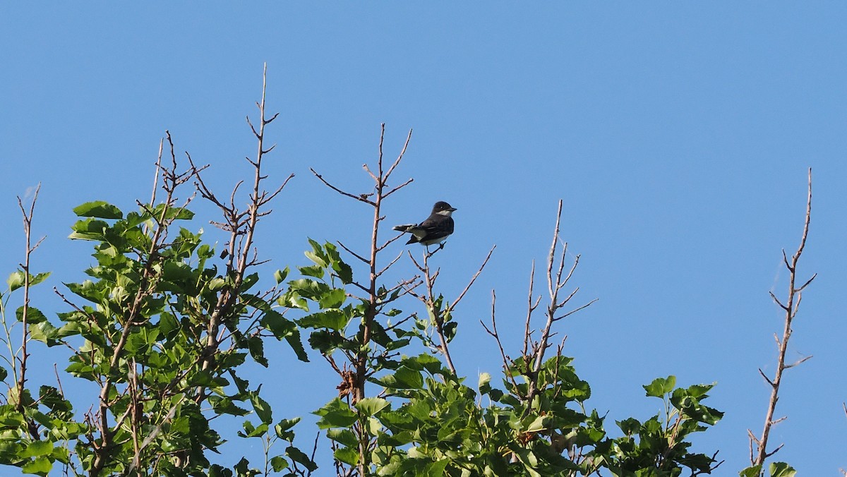 Eastern Kingbird - ML620430814