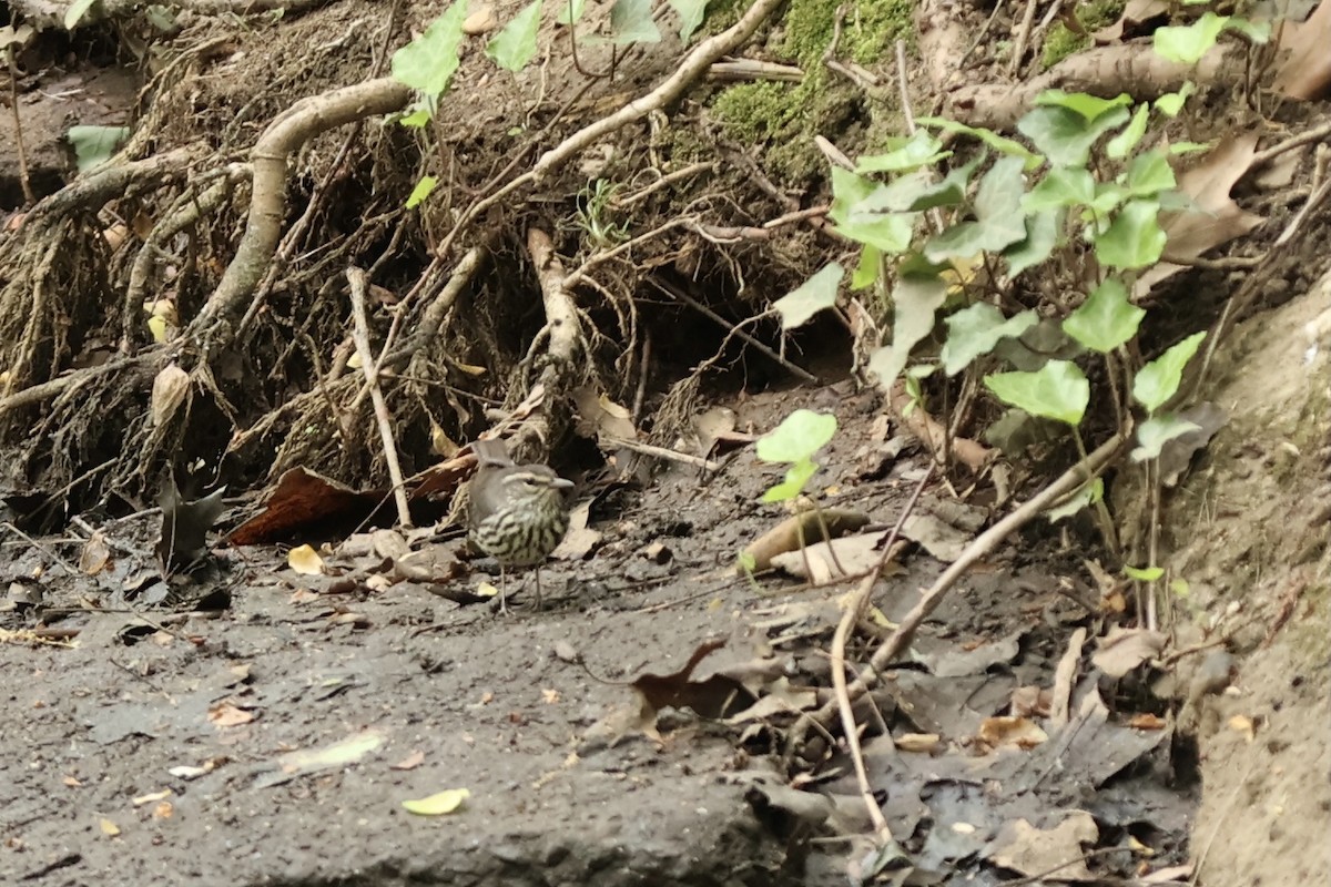 Northern Waterthrush - ML620430817