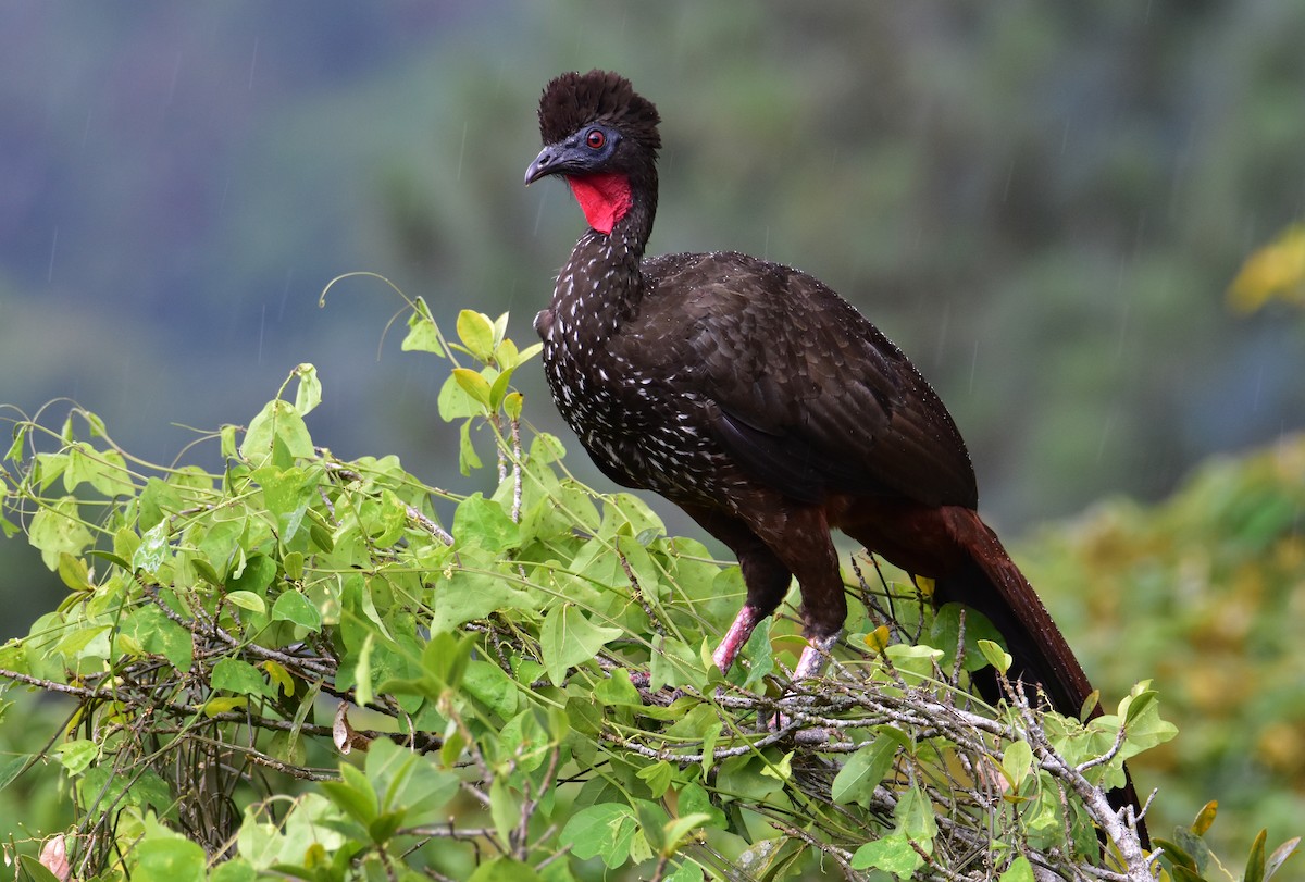 Crested Guan - ML620430818