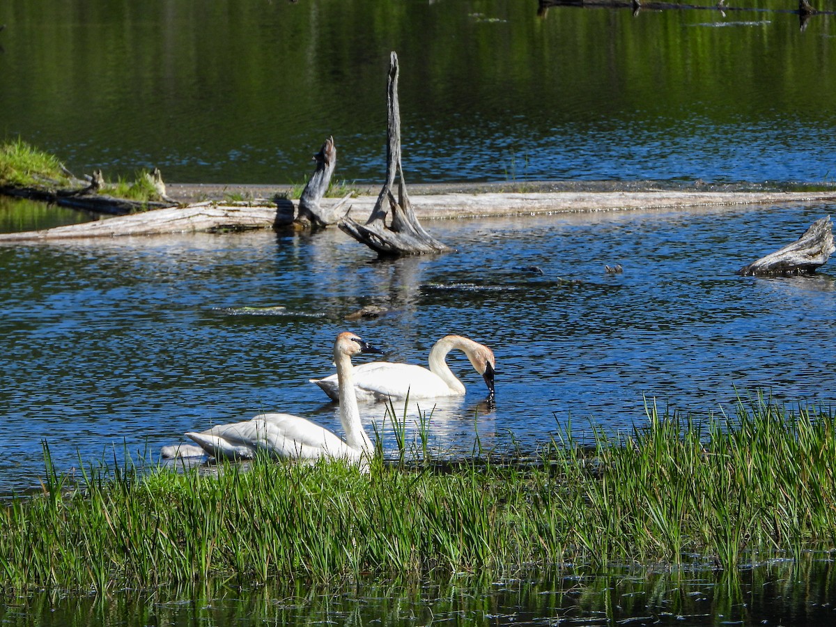 Trumpeter Swan - ML620430819