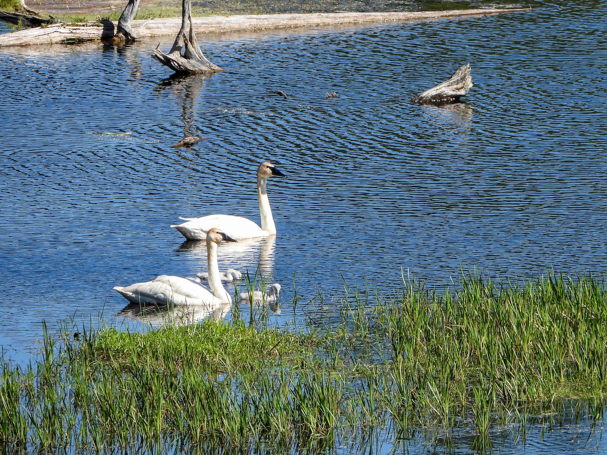 Trumpeter Swan - ML620430821