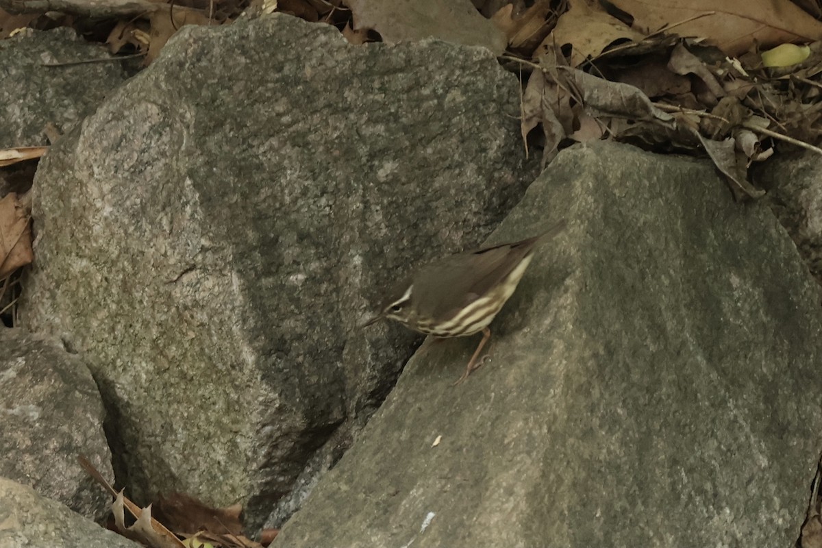 Louisiana Waterthrush - ML620430822