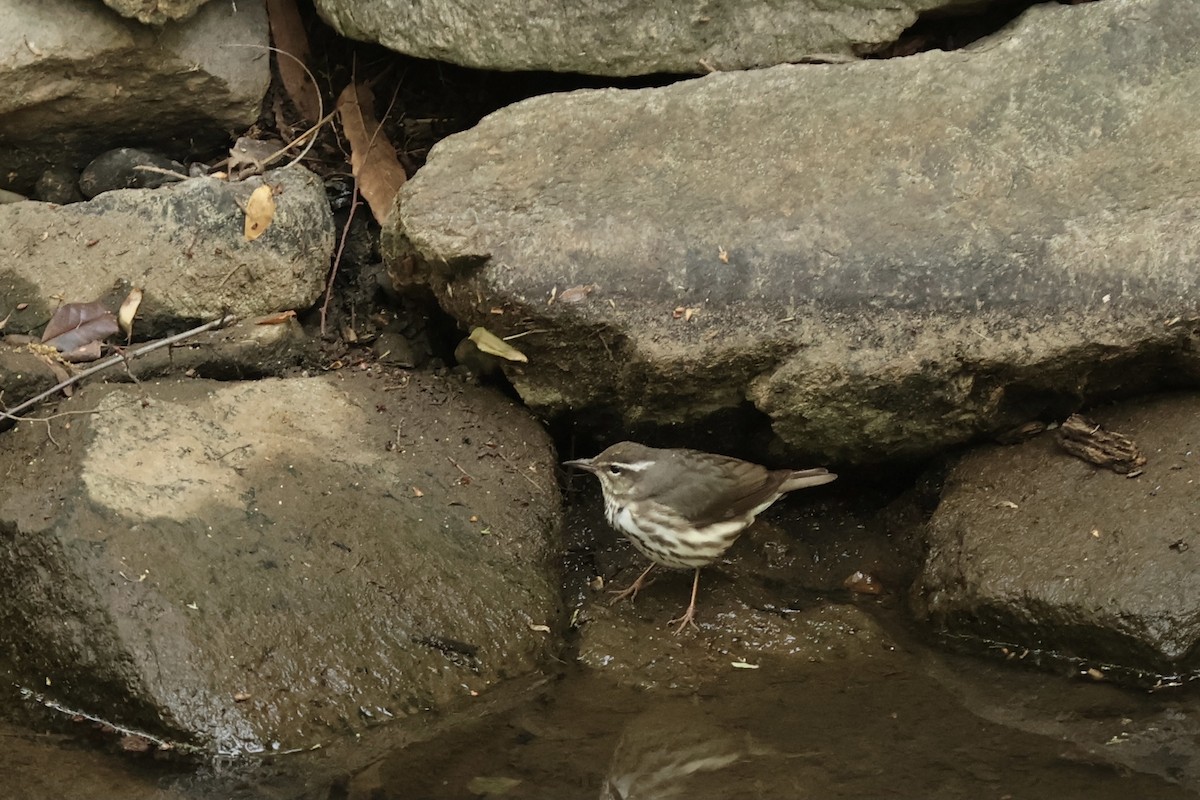 Louisiana Waterthrush - Peyton Stone