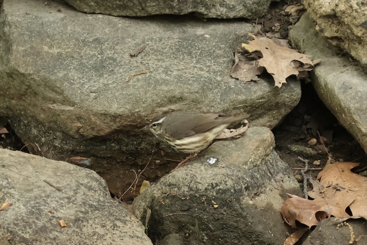 Louisiana Waterthrush - ML620430824