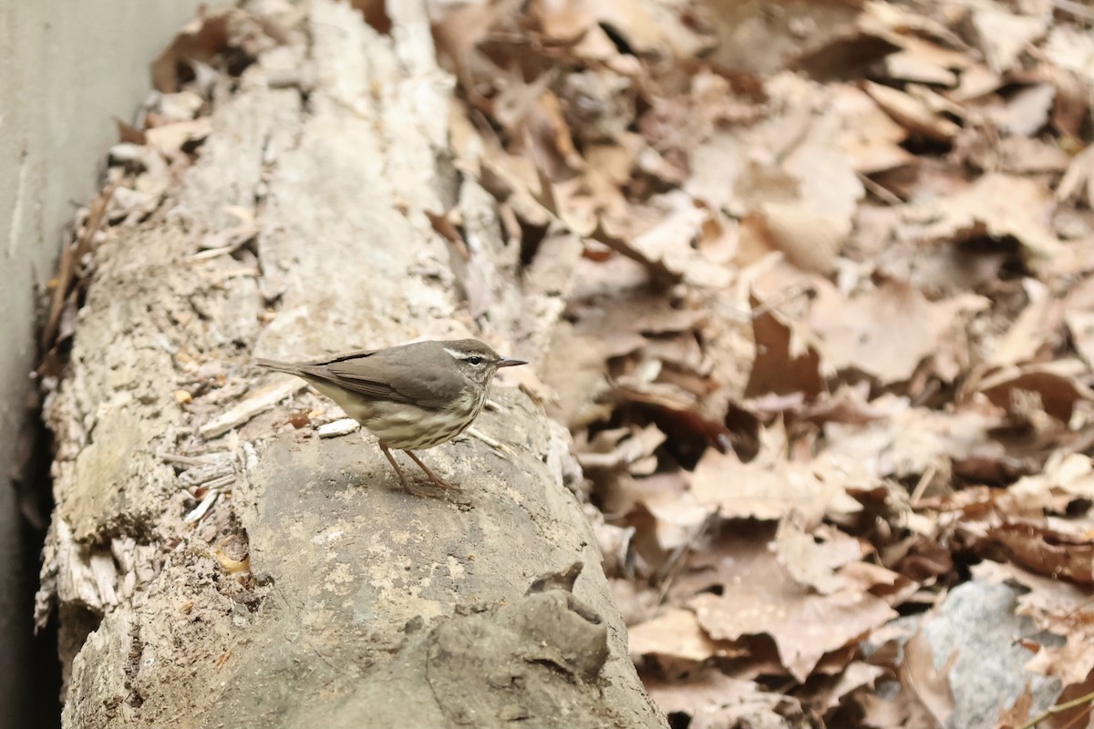 Louisiana Waterthrush - ML620430828