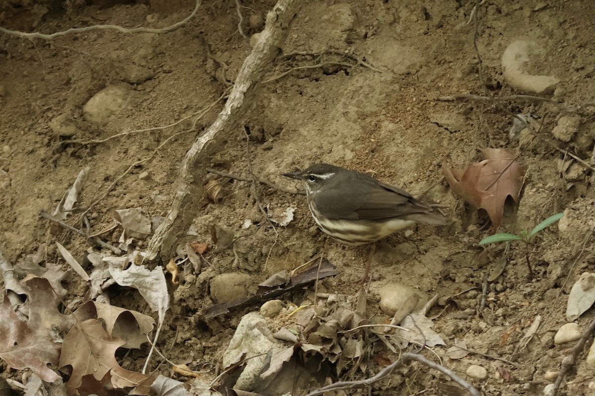 Louisiana Waterthrush - ML620430830