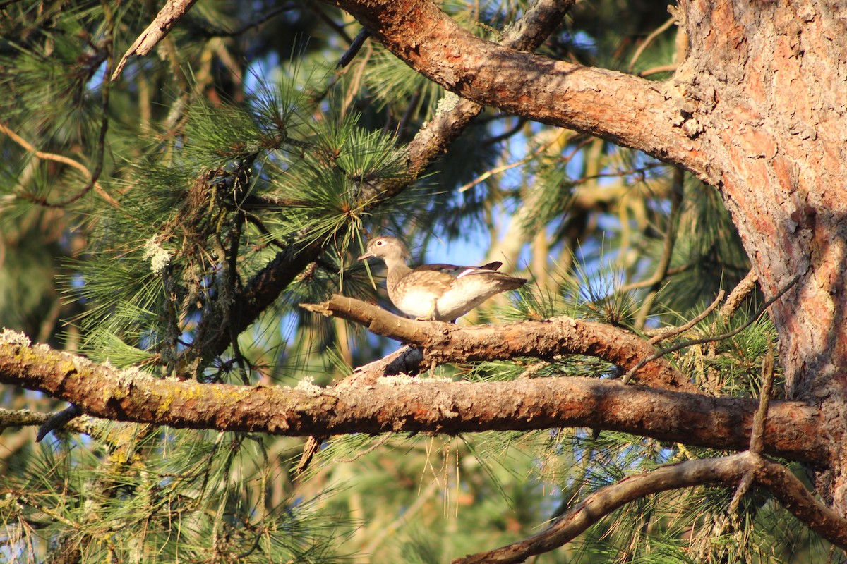 Wood Duck - ML620430834