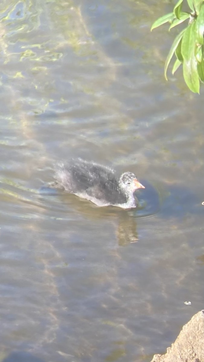 American Coot (Red-shielded) - ML620430839
