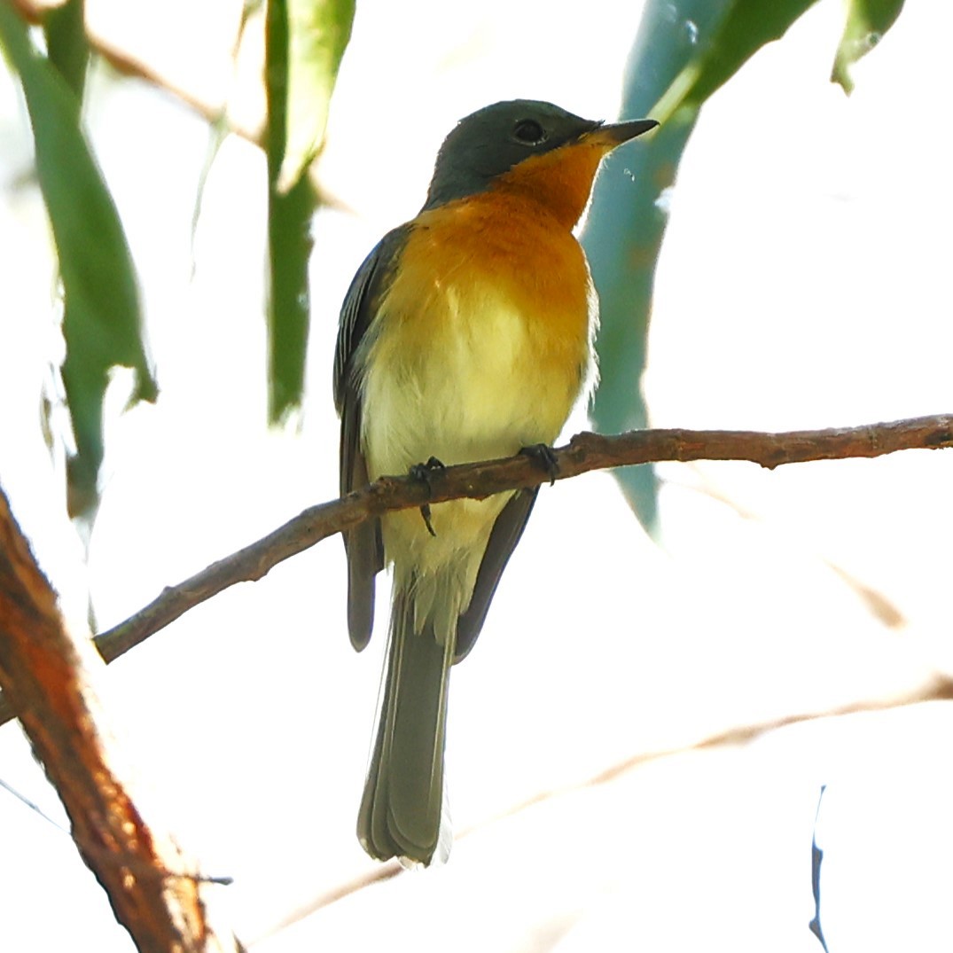 Leaden Flycatcher - ML620430844