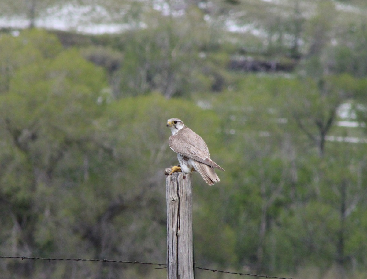 Prairie Falcon - ML620430851